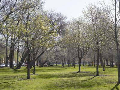 trees trees