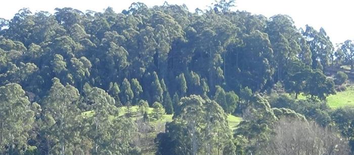 trees trees