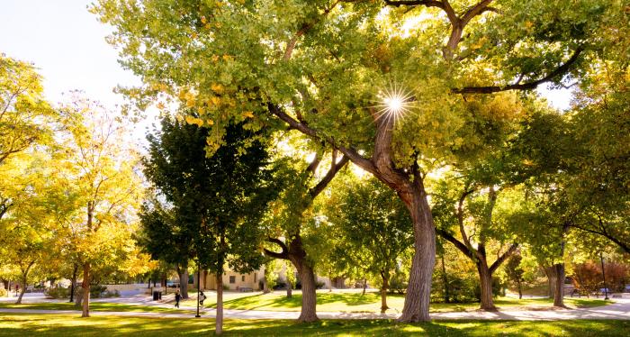 trees trees