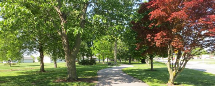 Arboretum trees