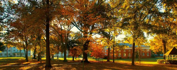 autumn trees