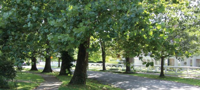 trees trees