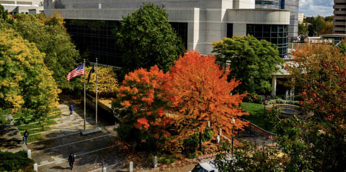 campus trees