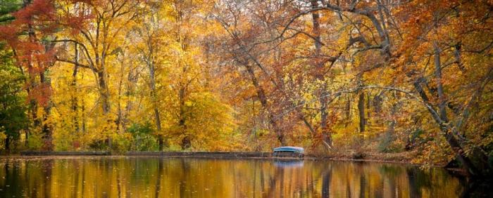 autumn trees