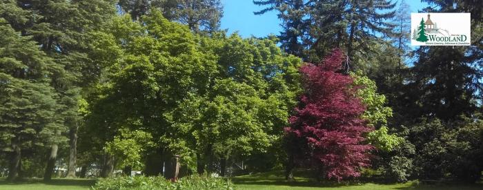 Woodland Cemetery and Arboretum - Saucer Magnolias and front entrance garden May 19, 2016