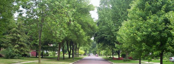 Village of River Forest trees