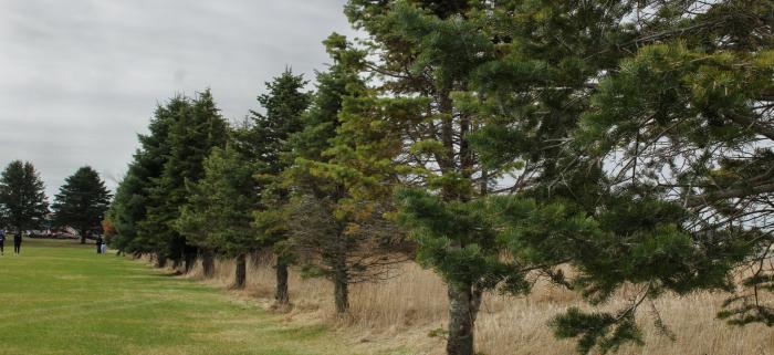 white fir white fir