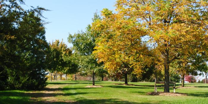 arb
