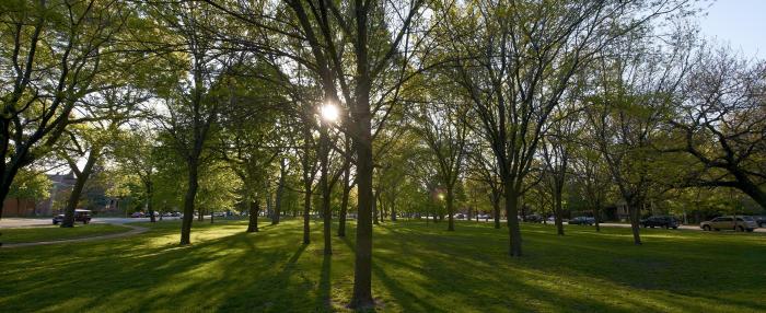 trees trees