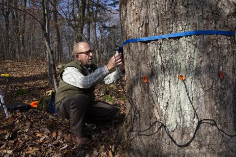 Bob Marra, scanning trees