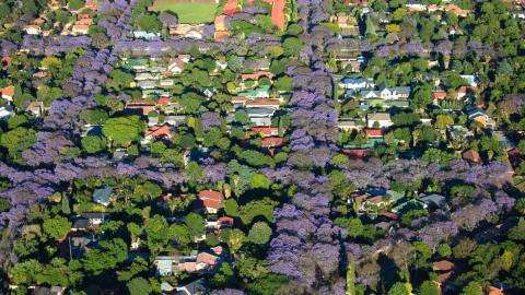 Johannesburg urban forest