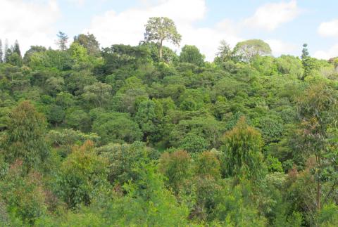 Brackenhurst Botanic Garden led forest restoration project (post restoration image)