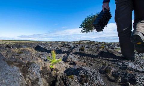Iceland tree planting