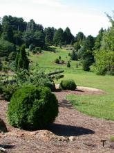The Dawes Arboretum - Conifer Glen