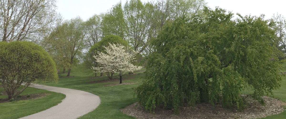 trees